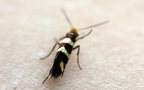 Gattung Micropterix (Hübner, 1825)