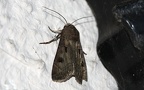 Agrotis exclamationis -  1. Fund