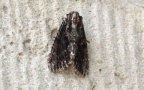 Ordnung Lepidoptera (Linnæus, 1758)