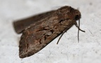Familie Noctuidae (Latreille, 1809)
