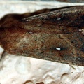 Mythimna albipuncta -  2. Fund