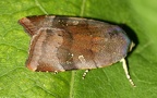 Klasse Insecta (Linnæus, 1758)