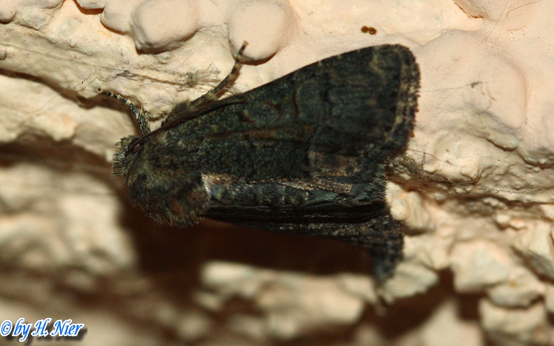 Oligia cf. versicolor -  2. Fund