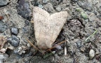 Familie Noctuidae (Latreille, 1809)