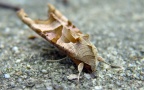 Familie Noctuidae (Latreille, 1809)