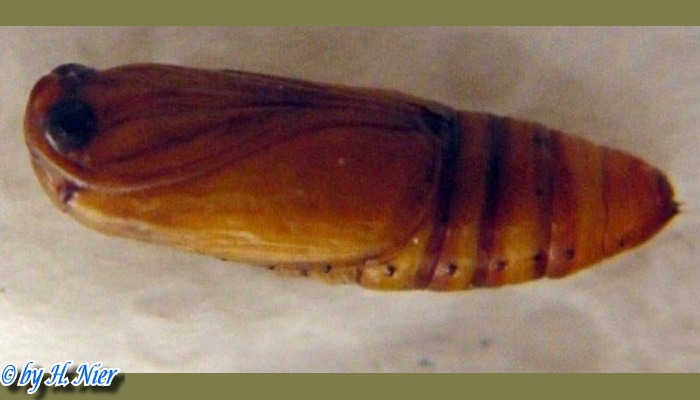 Spodoptera exigua -  1. Puppenfund