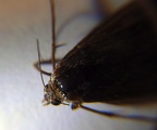 Spodoptera exigua -  1. Fund (totes Imago)