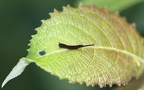 Familie Notodontidae (Stephens, 1829)
