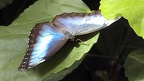 Familie Nymphalidae (Rafinesque, 1815)