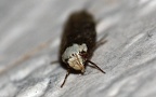Familie Oecophoridae (Bruand, 1851)