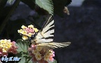 Iphiclides podalirius (Linnæus, 1758)