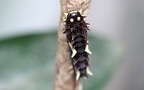 Familie Papilionidae (Latreille, 1809)