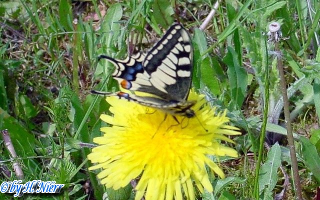 Papilio machaon -  4. Fund
