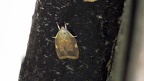Familie Peleopodidae (Hodges, 1974)