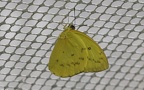 Familie Pieridae (Duponchel, 1832)