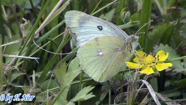 colias_hyale_1a.jpg
