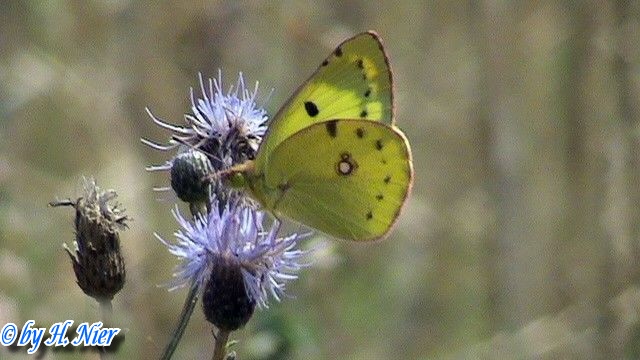 colias_hyale_2a.jpg