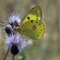 Colias hyale -  2. Fund