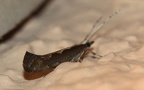 Plutella xylostella (Linnæus, 1758)