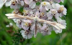 Gillmeria (Platyptilia) pallidactyla (Haworth, 1811)