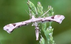 Platyptilia gonodactyla (Denis &  Schiffermüller, 1775)