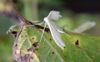Familie Pterophoridae (Zeller, 1815)