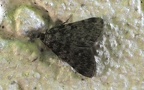 Familie Pyralidae (Latreille, 1802)