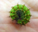 Familie Saturniidae (Boisduval, 1837)