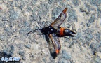 Familie Sesiidae (Boisduval, 1828)