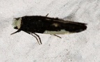 Familie Tineidae (Latreille, 1810)