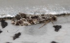 Familie Tineidae (Latreille, 1810)