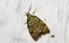 Acleris bergmanniana -  1. Fund