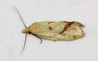 Agapeta hamana -  1. Fund