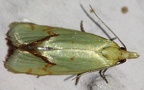 Agapeta hamana -  2. Fund