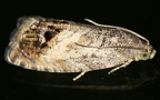Familie Tortricidae (Latreille, 1803)
