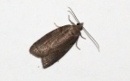 Familie Tortricidae (Latreille, 1803)