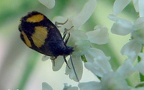 Pammene aurana (Fabricius, 1775)