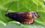 Pammene rhediella (Clerck, 1759)