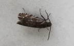 Pammene splendidulana (Guenée, 1845)
