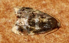 Spatalistis bifasciana (Hübner, 1787)