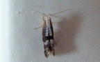 Familie Yponomeutidae (Stephens, 1829)
