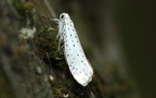 Familie Yponomeutidae (Stephens, 1829)