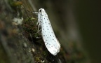 Yponomeuta evonymella (Linnæus, 1758)