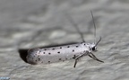 Familie Yponomeutidae (Stephens, 1829)