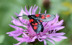 Zygaena lonicerae -  1. Fund