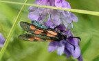 Zygaena lonicerae -  2. Fund