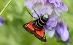 Zygaena lonicerae -  2. Fund