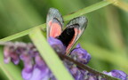 Zygaena lonicerae -  2. Fund
