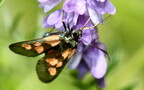 Zygaena lonicerae -  2. Fund