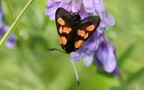 Zygaena lonicerae -  2. Fund